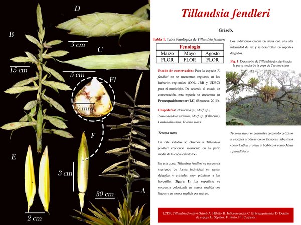 Tillandsia fendleri