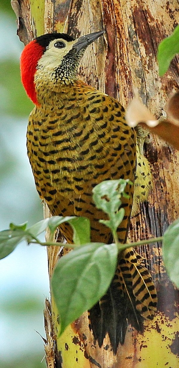 Colaptes punctigula