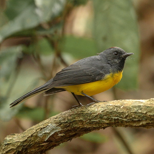 Myioborus miniatus