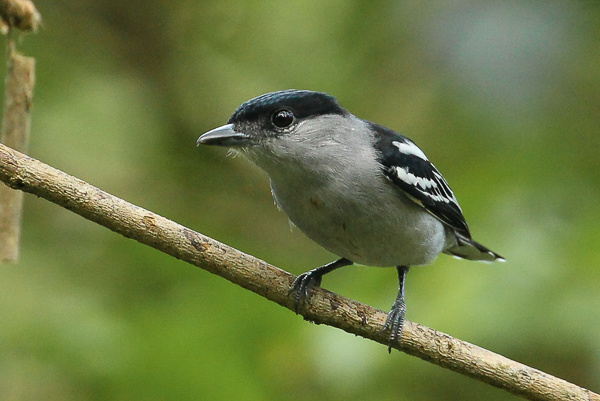 Pachyrampus polychopterus