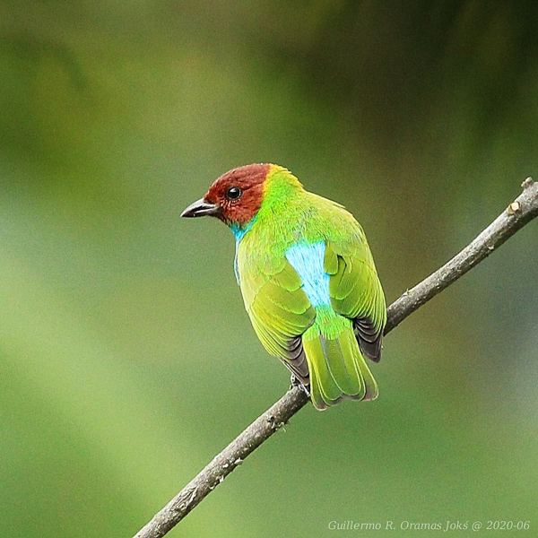 Tangara gyrola