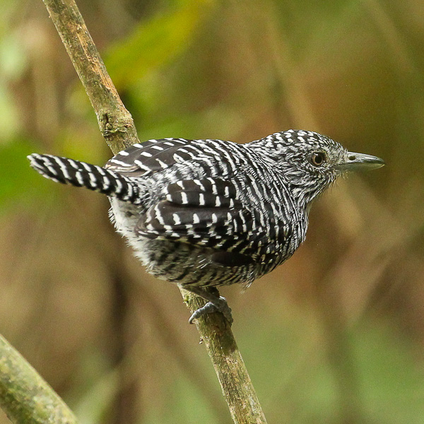 Thamnophilus multistriatus