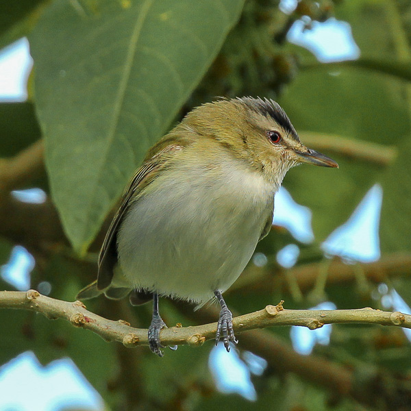 Vireo olivaceus