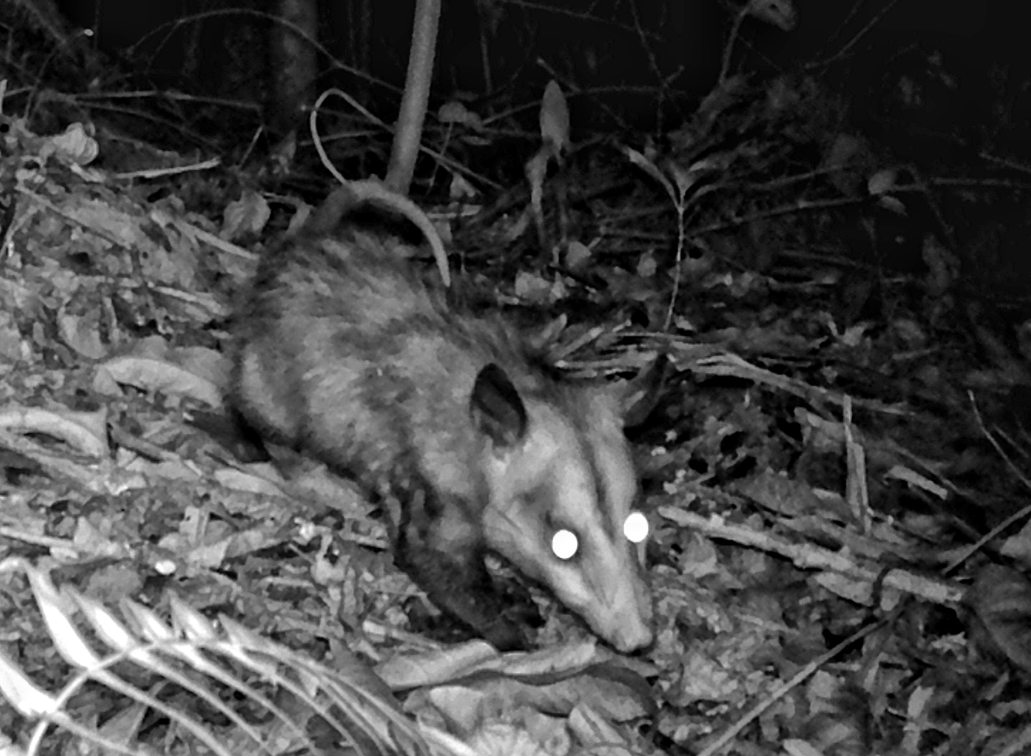 Didelphis marsupialis